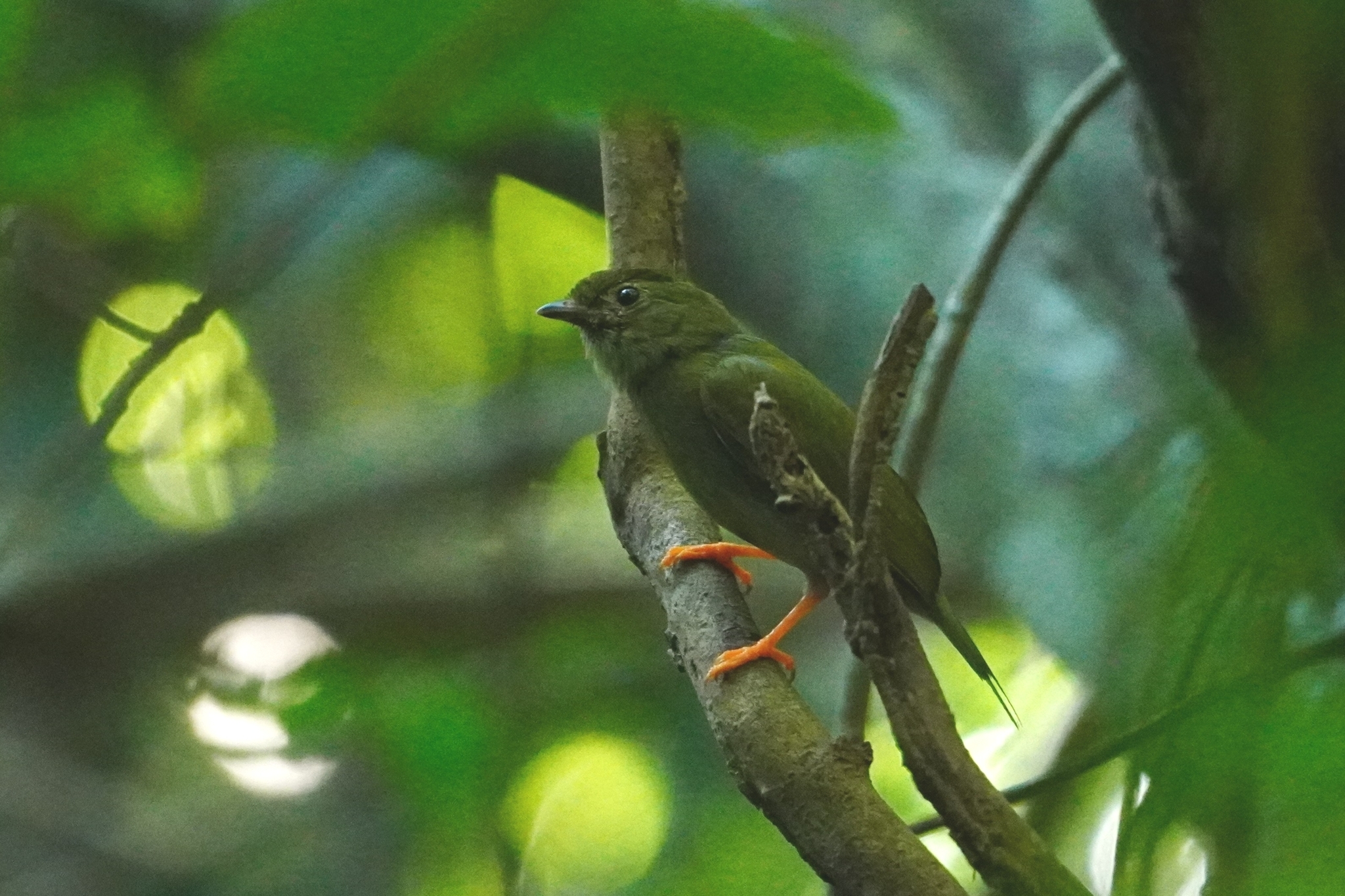 Lance-tailed Manakin (Chiroxiphia lanceolata), photo 5