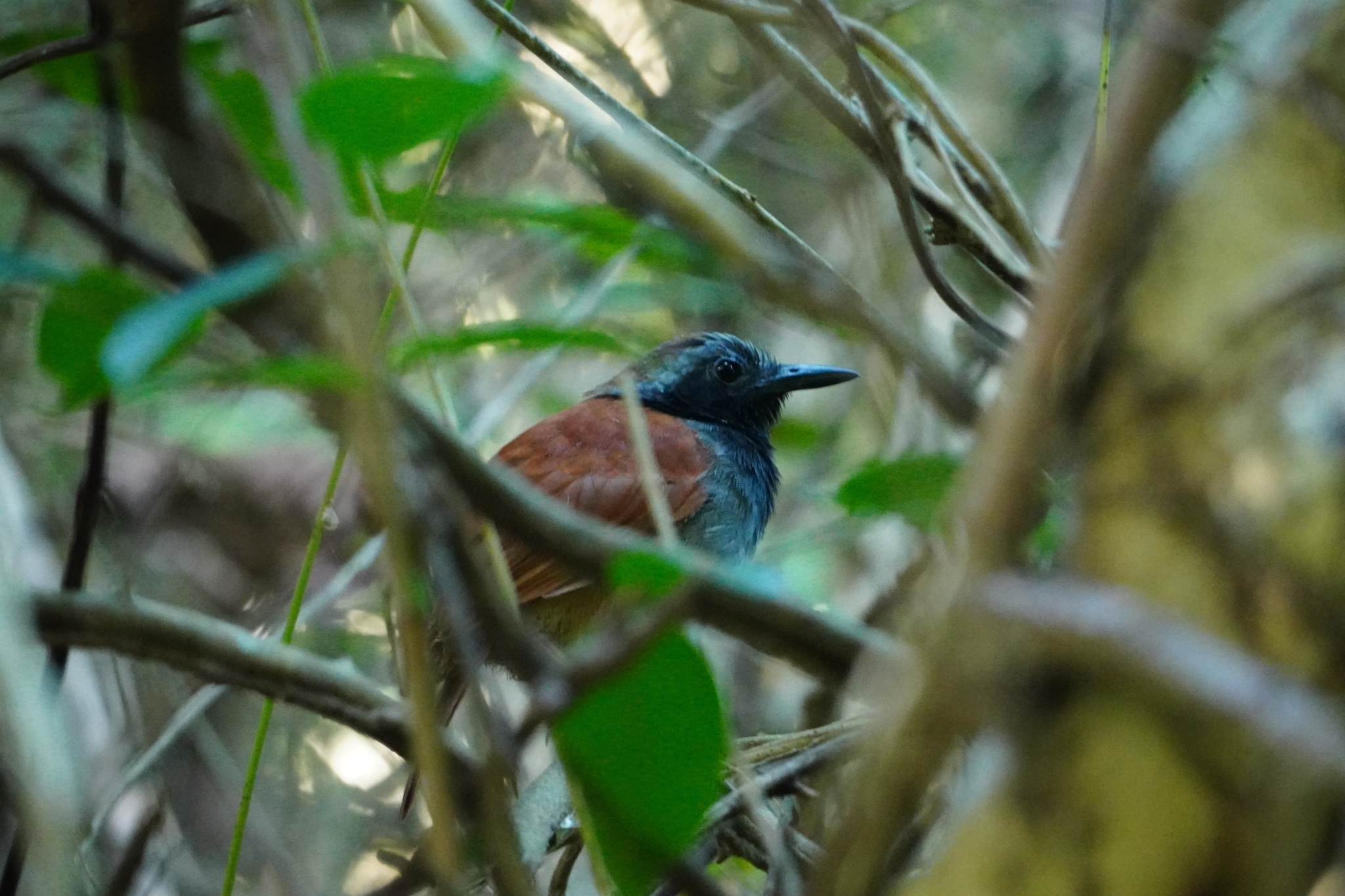 White-bellied Antbird (Myrmeciza longipes), photo 5