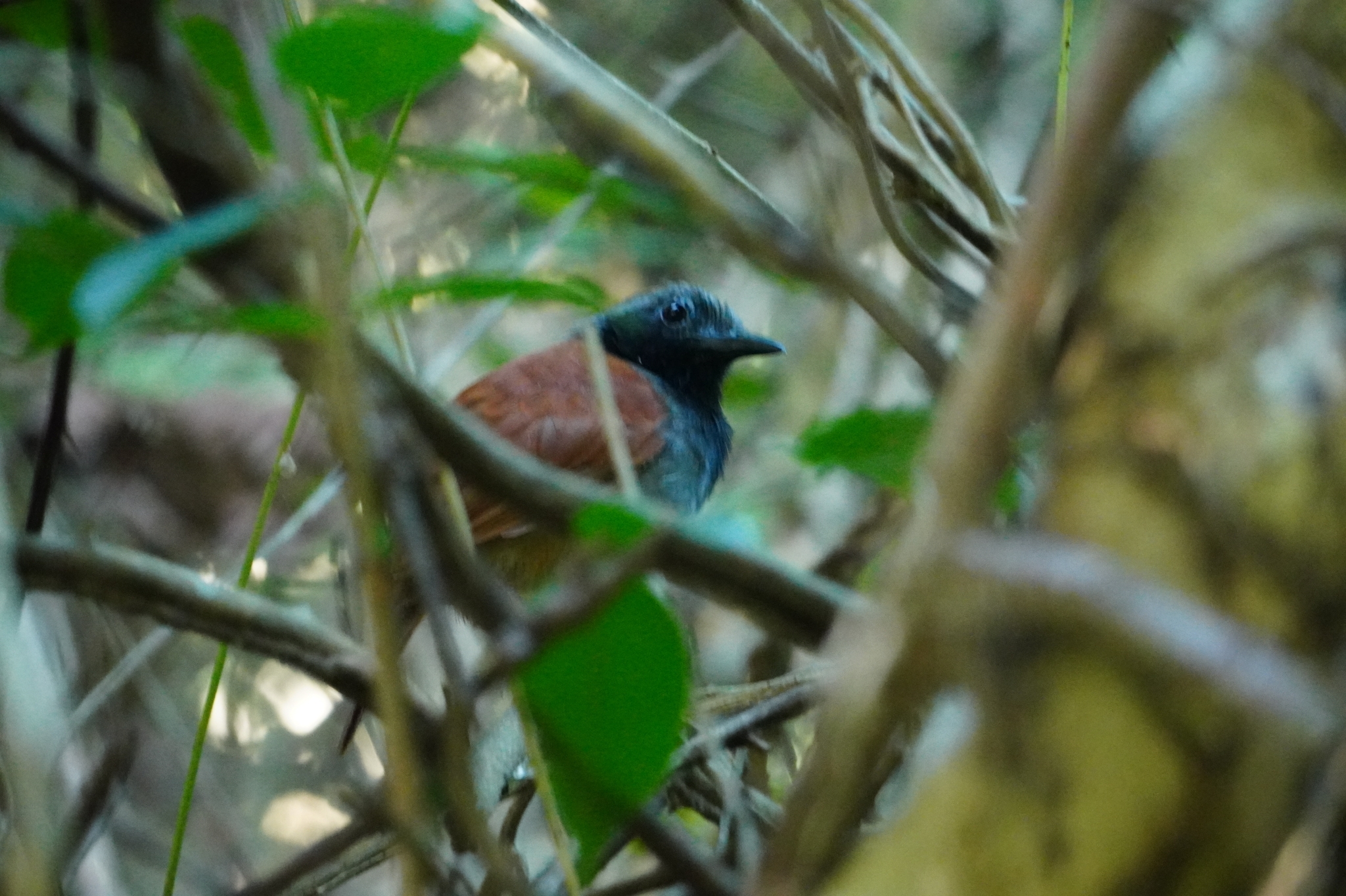 White-bellied Antbird (Myrmeciza longipes), photo 6