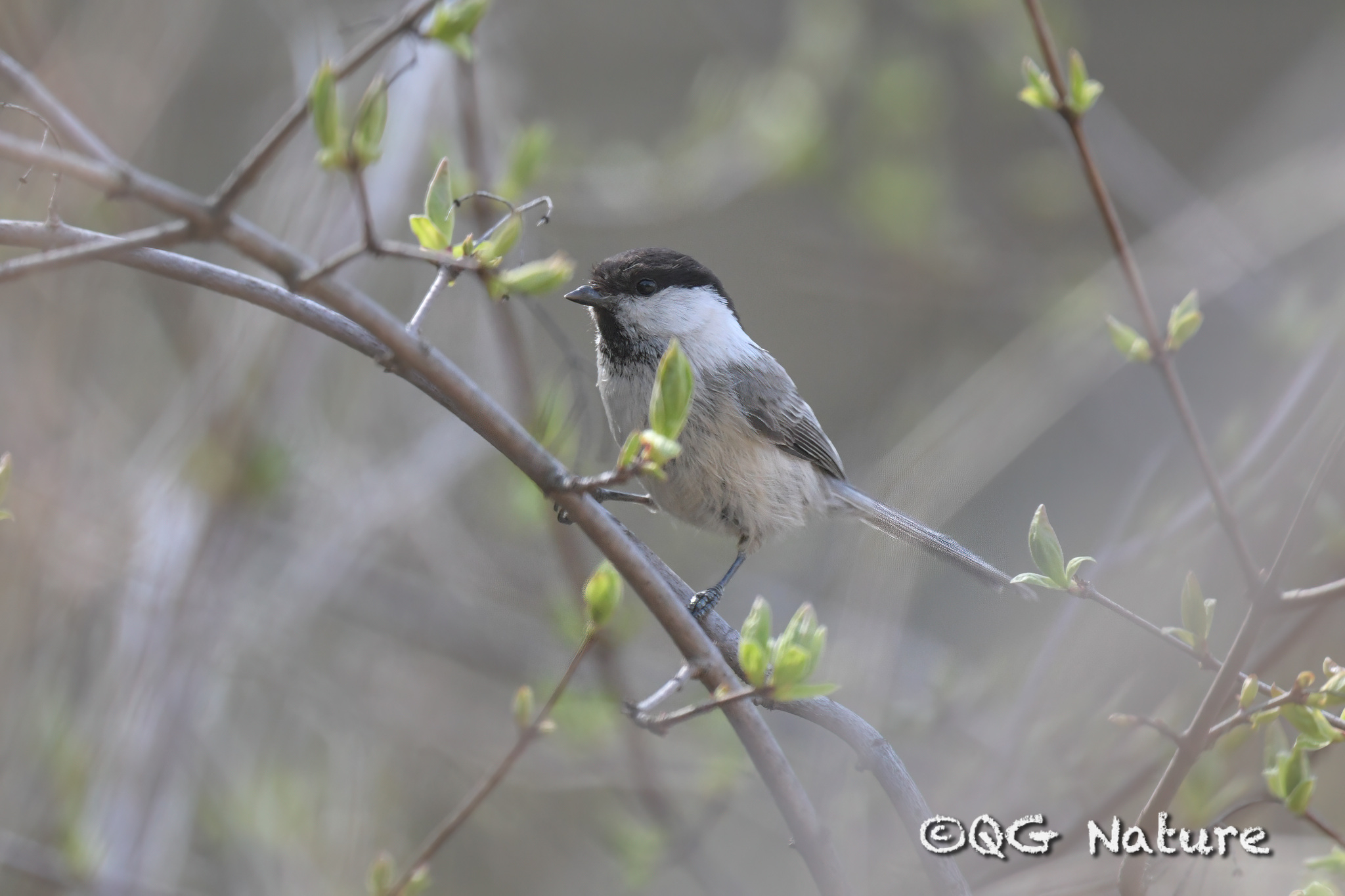 Willow Tit