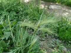 Hordeum jubatum