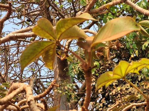 African baobab