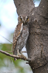 Micrathene whitneyi