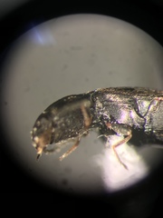 Neohypdonus tumescens
