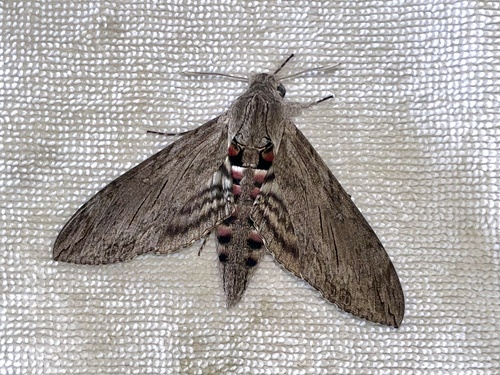 Convolvulus Hawkmoth