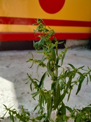 Rumex