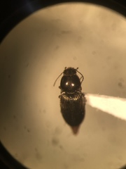 Neohypdonus tumescens