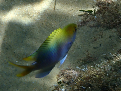 Bluespotted chromis (Chromis dasygenys) — Pomacentridae