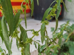 Rumex