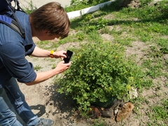 Chelidonium asiaticum