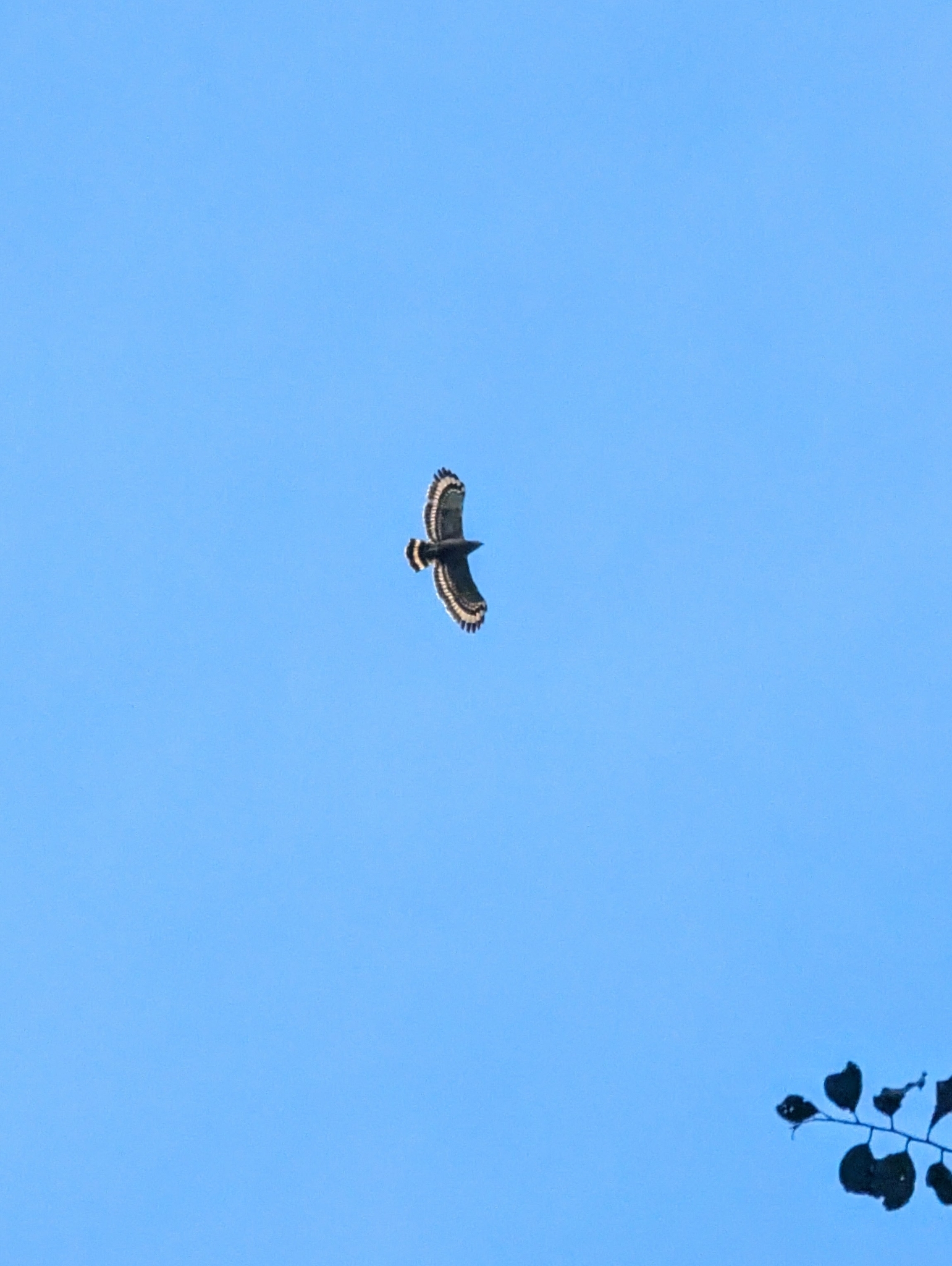Philippine Serpent Eagle (Spilornis holospilus), photo 5