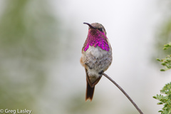 Lucifer Hummingbird photo 2
