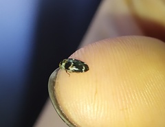 Paranovelsis bitaeniatus