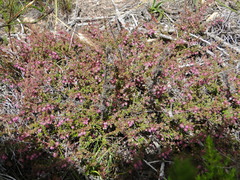 Erica planifolia