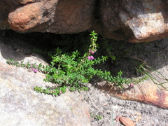 Erica planifolia