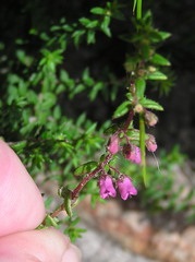 Erica planifolia