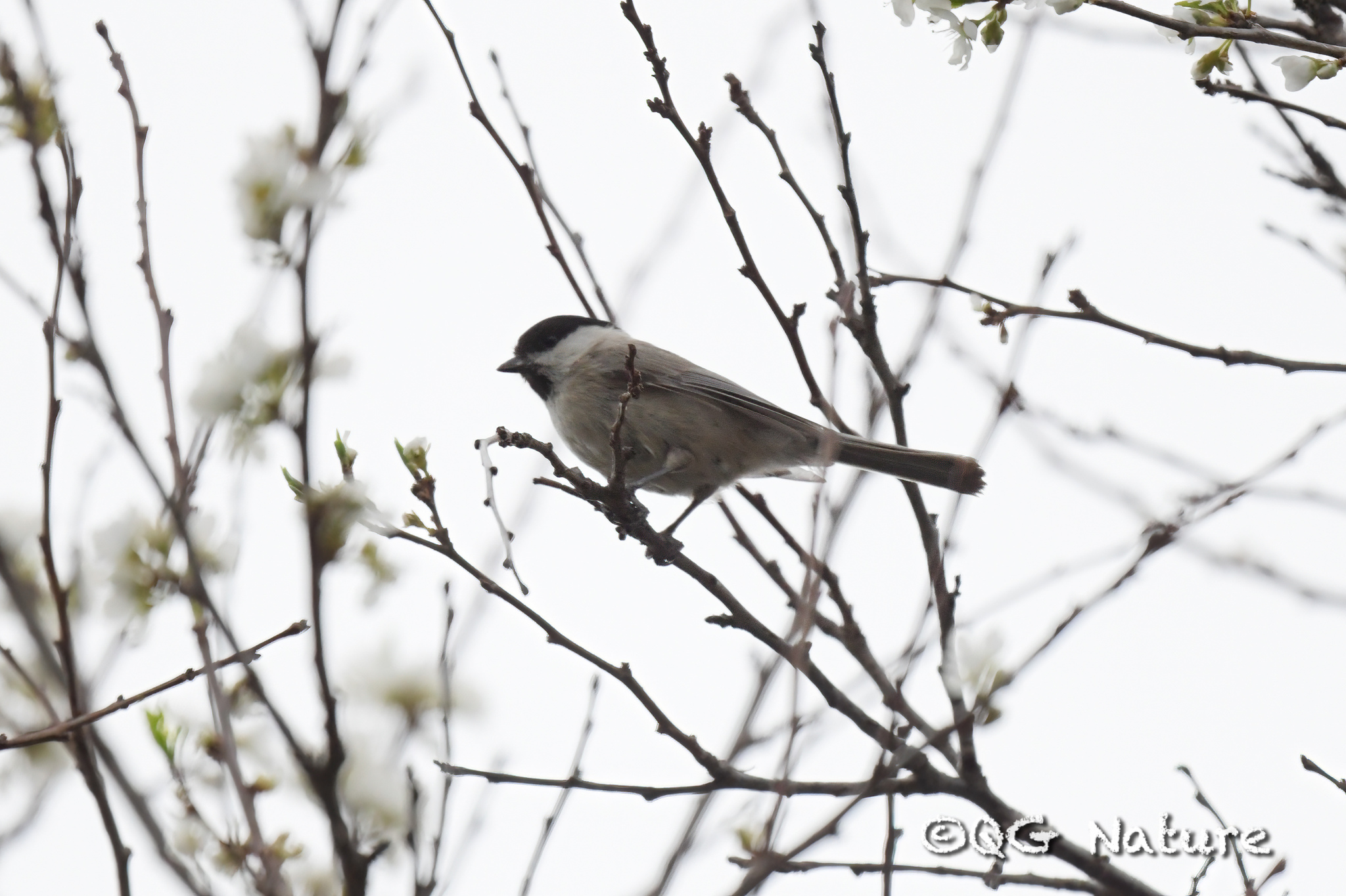Marsh Tit