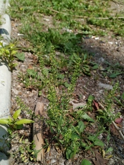 Lepidium densiflorum