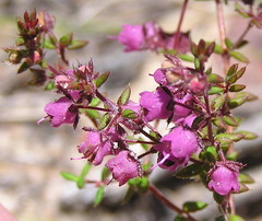 Erica planifolia