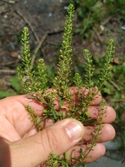 Lepidium densiflorum