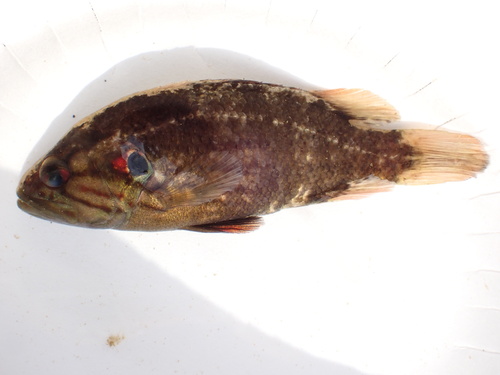 Japanse aucha-baars (Coreoperca kawamebari) — Sinipercidae — 3
