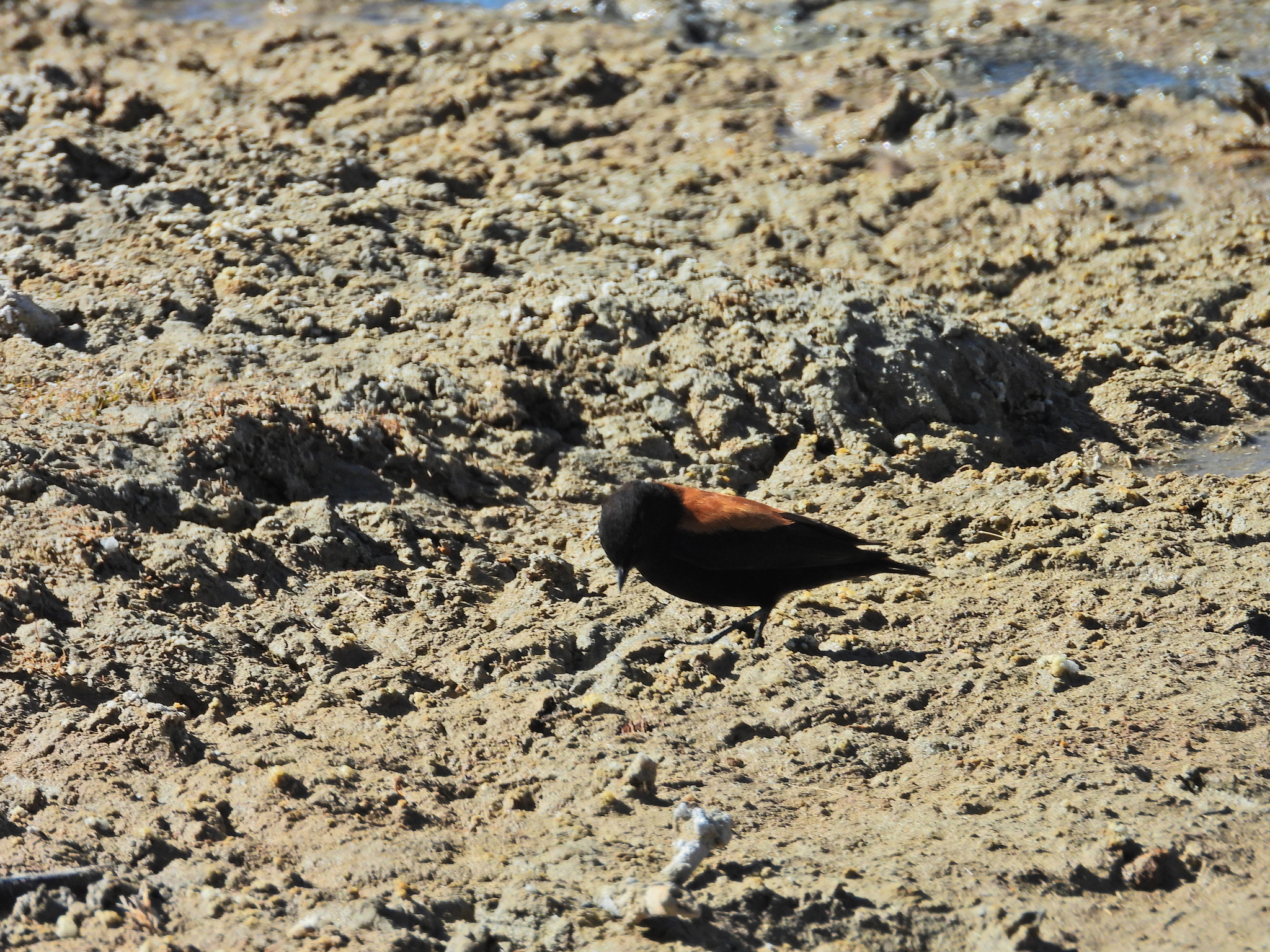 Andean Negrito (Lessonia oreas)