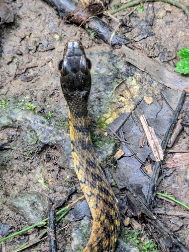 Spotted Water Snake