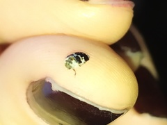 Paranovelsis bitaeniatus