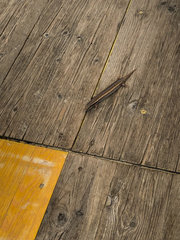 Chalcides ocellatus tiligugu