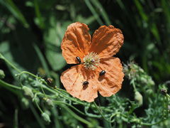 Papaver fugax