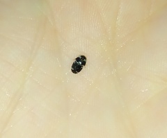 Paranovelsis bitaeniatus