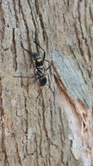 Neoclytus pusillus
