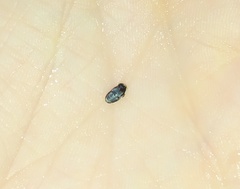 Paranovelsis bitaeniatus