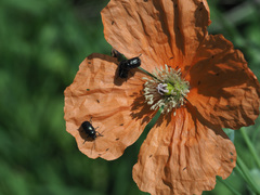 Papaver fugax