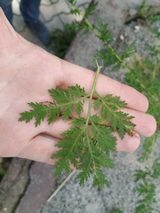 Artemisia annua