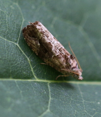 Eudemis