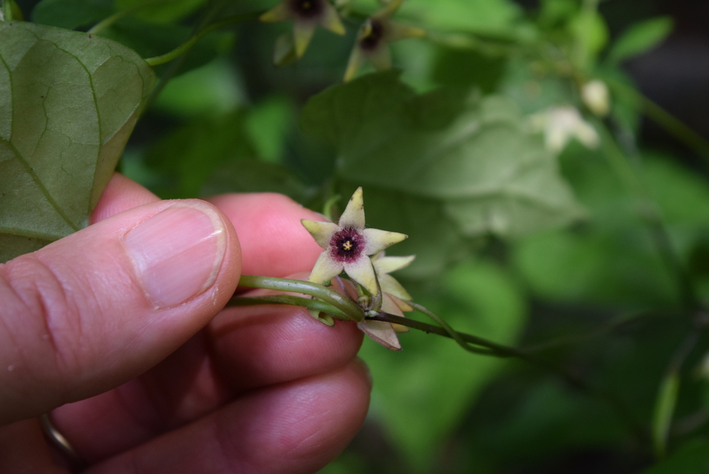 Emplectanthus gerrardii