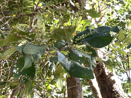 Croton persimilis observed 2025-01-19