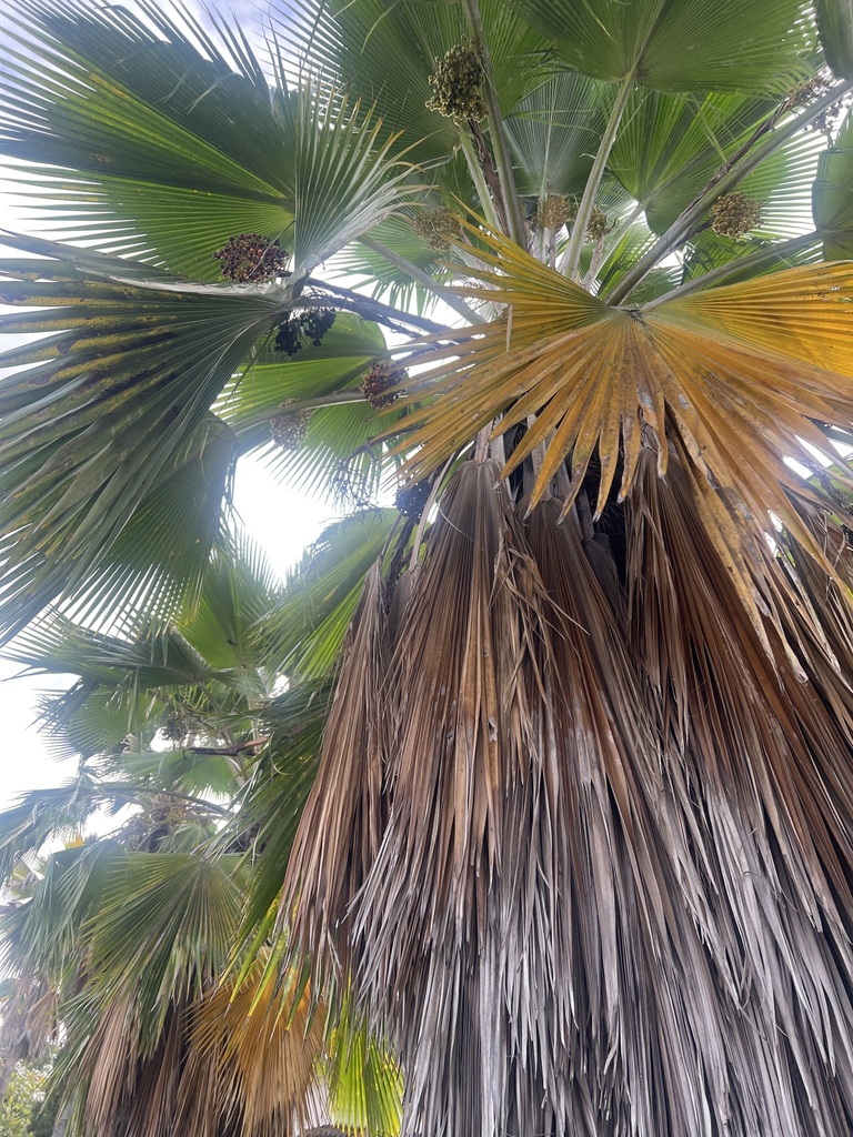 Foto de Palmeira-fiji