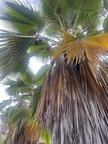 Palmeira-fiji