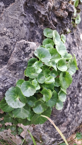 Umbilicus intermedius (Umbilicus intermedius)