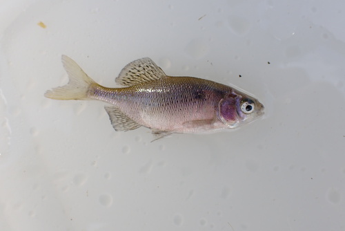Deepbody bitterling (Acheilognathus typus) — Cyprinidae