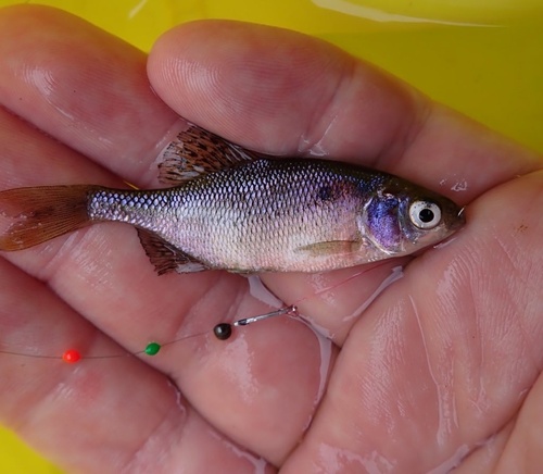 Deepbody bitterling (Acheilognathus typus) — Cyprinidae — 5