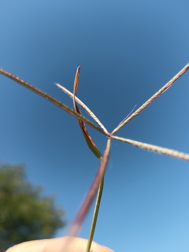 Foto de Capim-pé-de-galinha