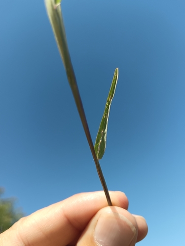 Foto de Capim-pé-de-galinha