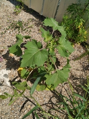 Xanthium strumarium