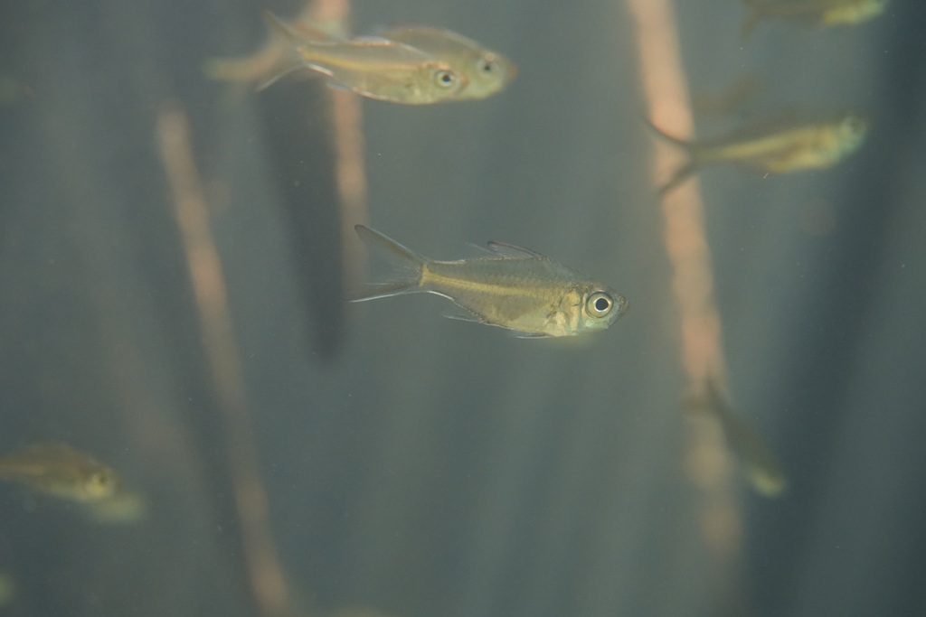 Banded-tail glassy perchlet (Ambassis urotaenia) — Ambassidae
