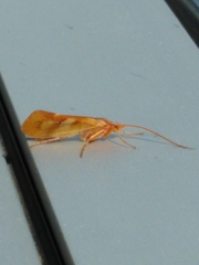 Limnephilus rhombicus