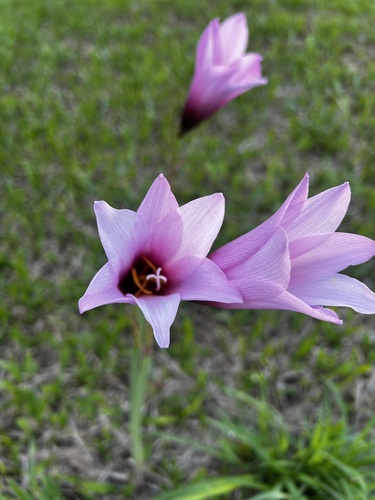 Zephyranthes brachyandra, photograph 2