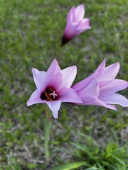 Zephyranthes brachyandra, photograph (c) Verena Reutemann, some rights reserved (CC BY)